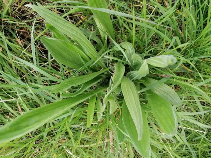 Ribwort plantain: Narrow ribbed leaves.