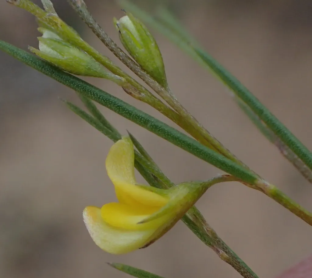 Rooibos: Reference specimen (Aspalathus linearis)