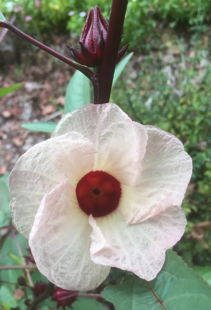 Roselle: Flower close up