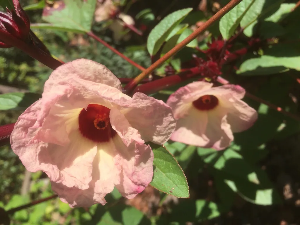 Roselle: Flower and foliage