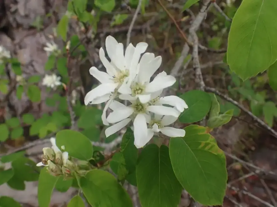 Saskatoon serviceberry: White flowers.
