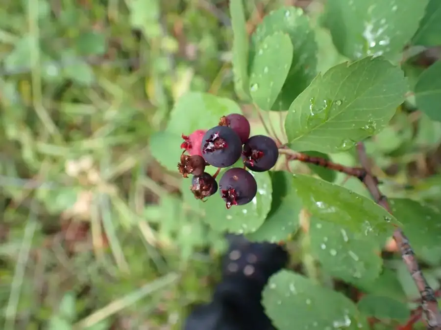 Saskatoon serviceberry: Dark fruits.