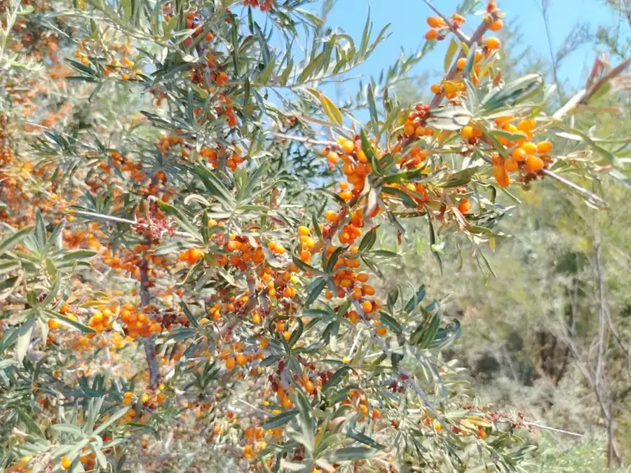 Sea buckthorn: Orange berries on the branch.
