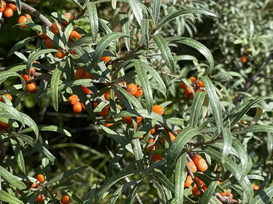 Sea buckthorn: Narrow silvery leaves and berries.
