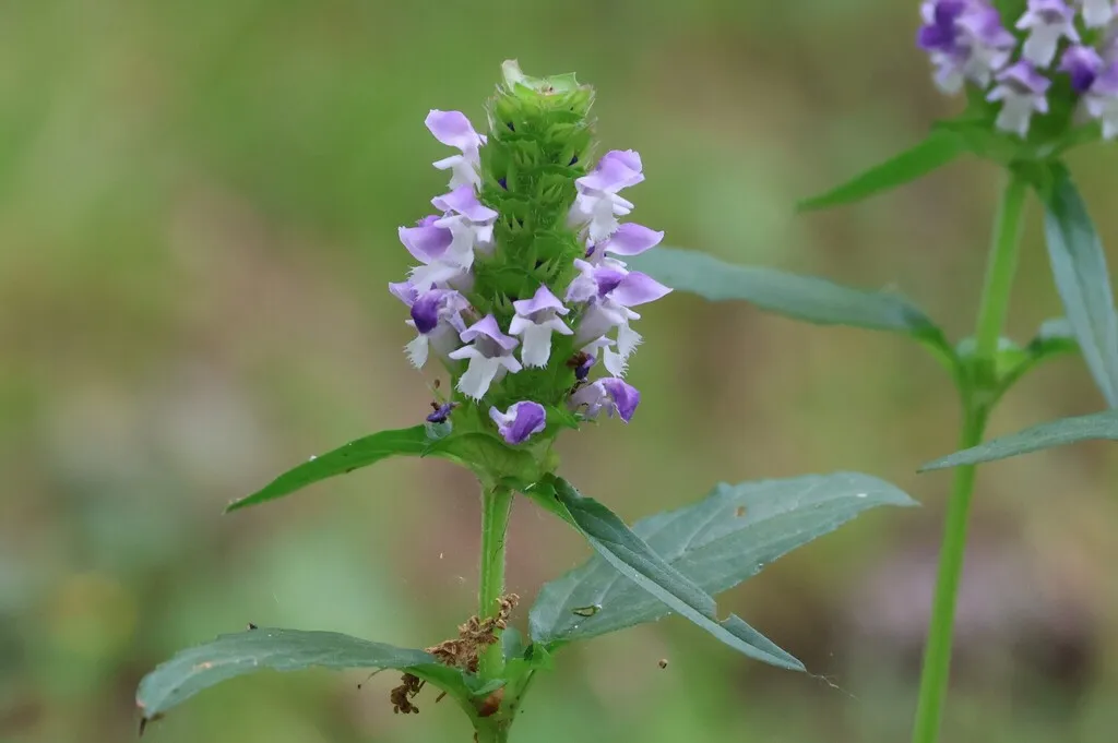 Selfheal: Reference specimen (Prunella vulgaris)