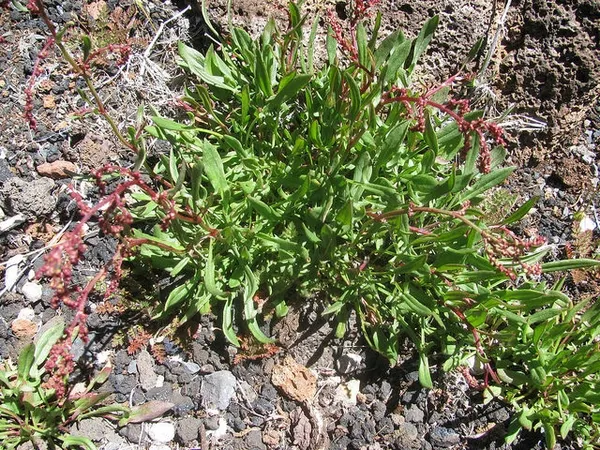 Sheep sorrel: Whole plant