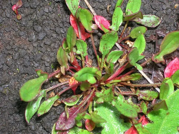Sheep sorrel: Whole plant