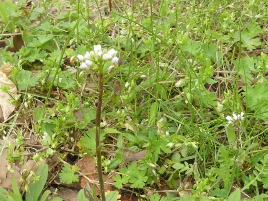 Shepherd's purse: Flowering stem.