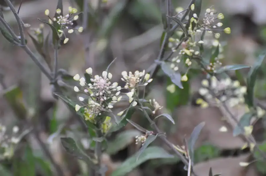 Shepherd's purse: Heart-shaped seed pods.
