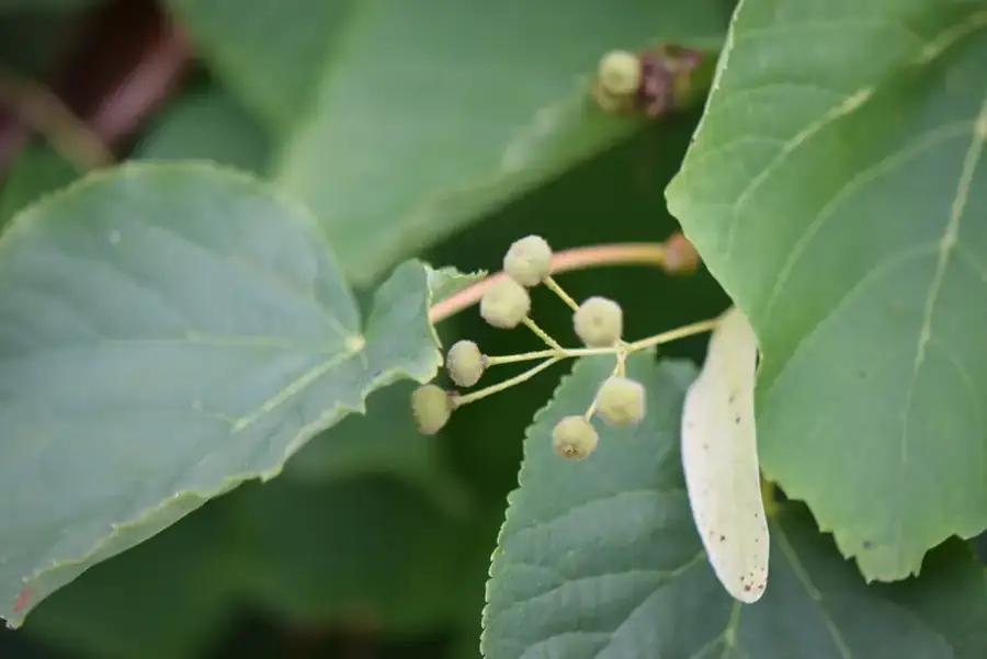 Small-leaved lime: Flowers hanging from the bract.