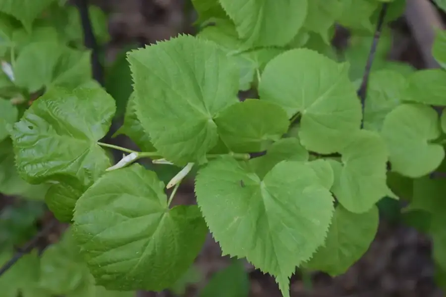 Small-leaved lime: Heart-shaped leaves.