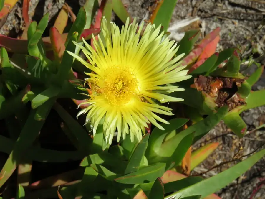 Sour fig: Yellow flower.