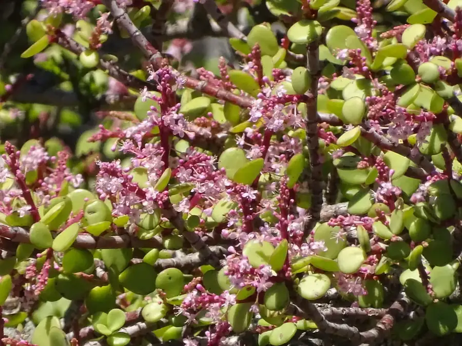 Spekboom: Round leaves with pink flowers.