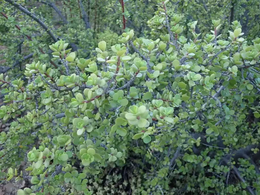 Spekboom: Shrub.