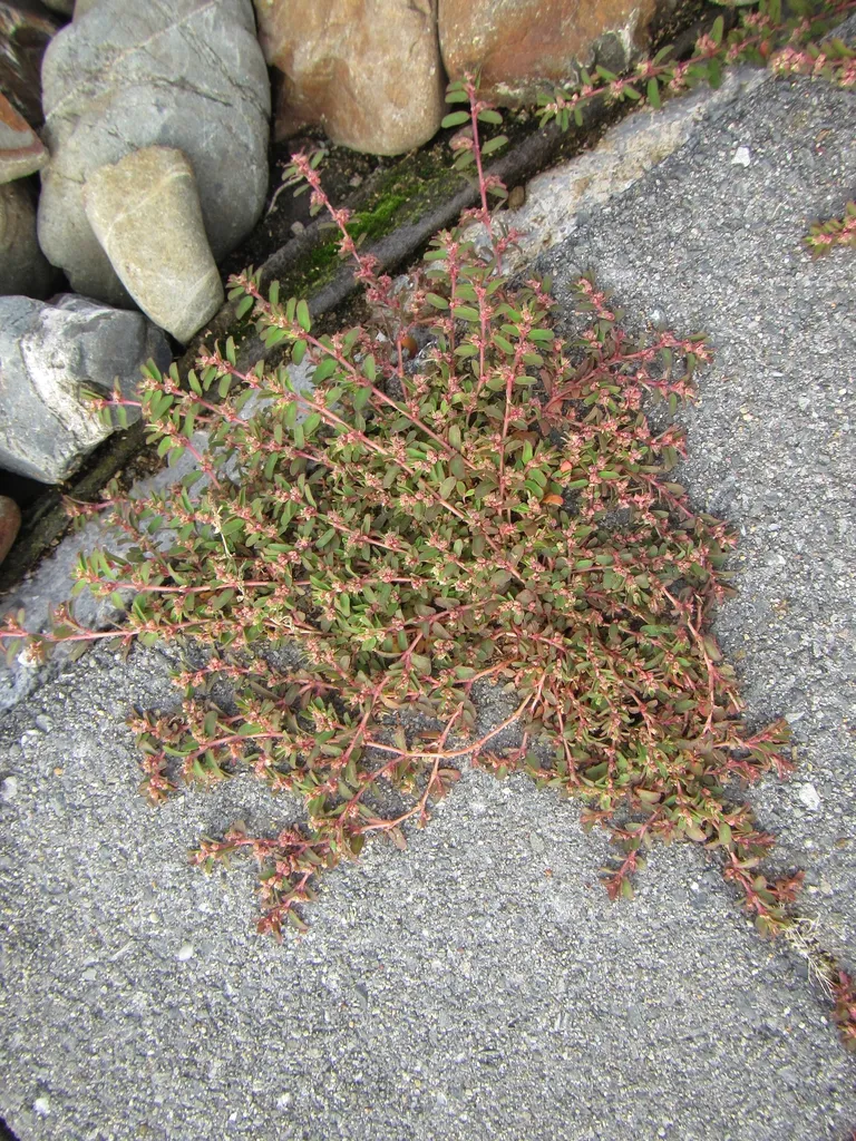 Spotted spurge: Leaves and Form