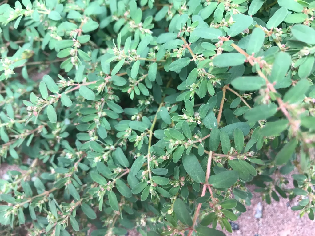 Spotted spurge: Leaves and Seeds (Wilson County,NC)
