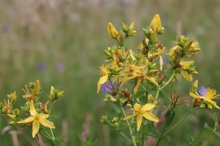 St John's wort: Yellow flowers.