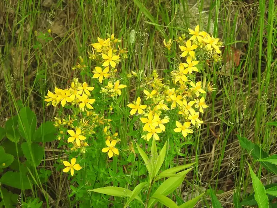 St John's wort: Flower clusters.