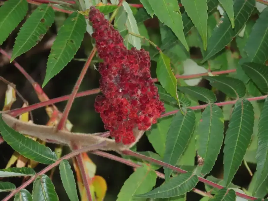 Staghorn sumac: Red fruit cluster.