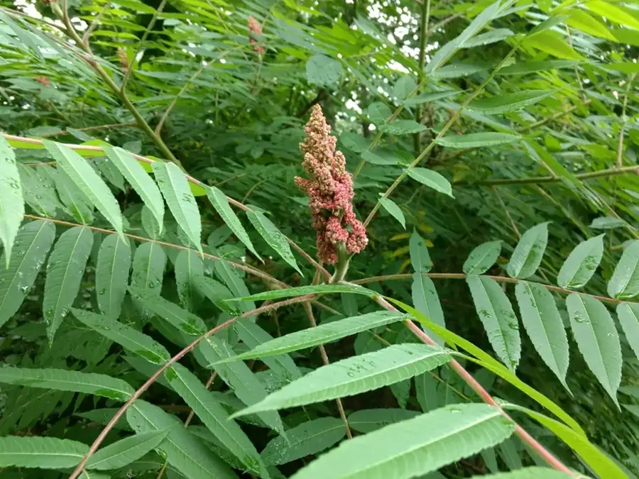 Staghorn sumac: Compound leaves with fruit.
