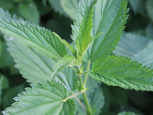 Stinging nettle: New leaves.