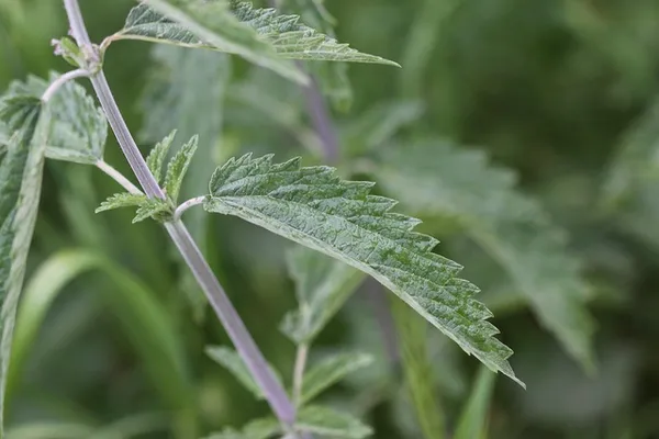 Stinging nettle: Leaf blade