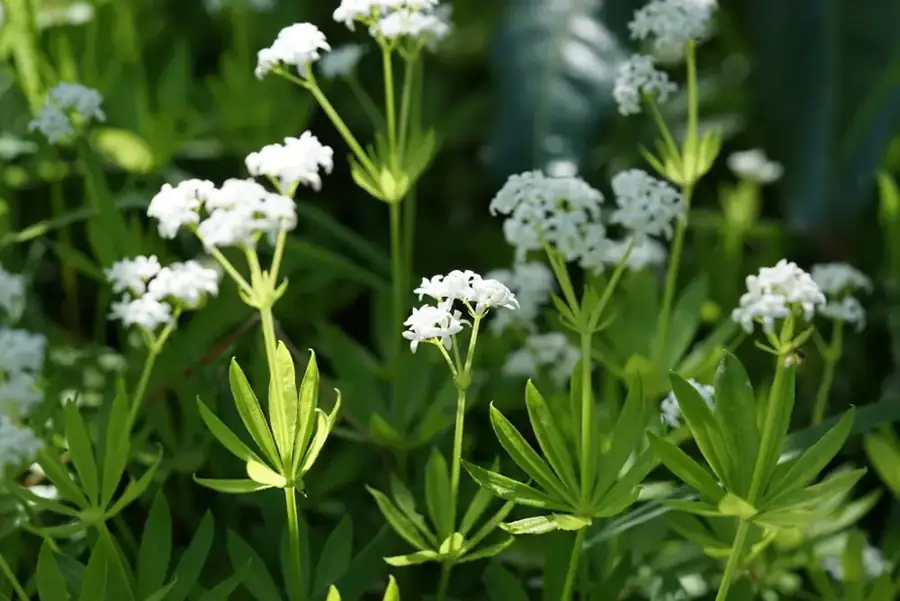 Sweet woodruff: White flowers over leaf whorls.