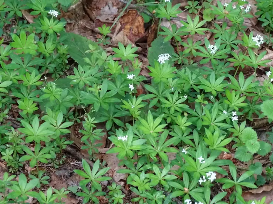 Sweet woodruff: Ground cover.