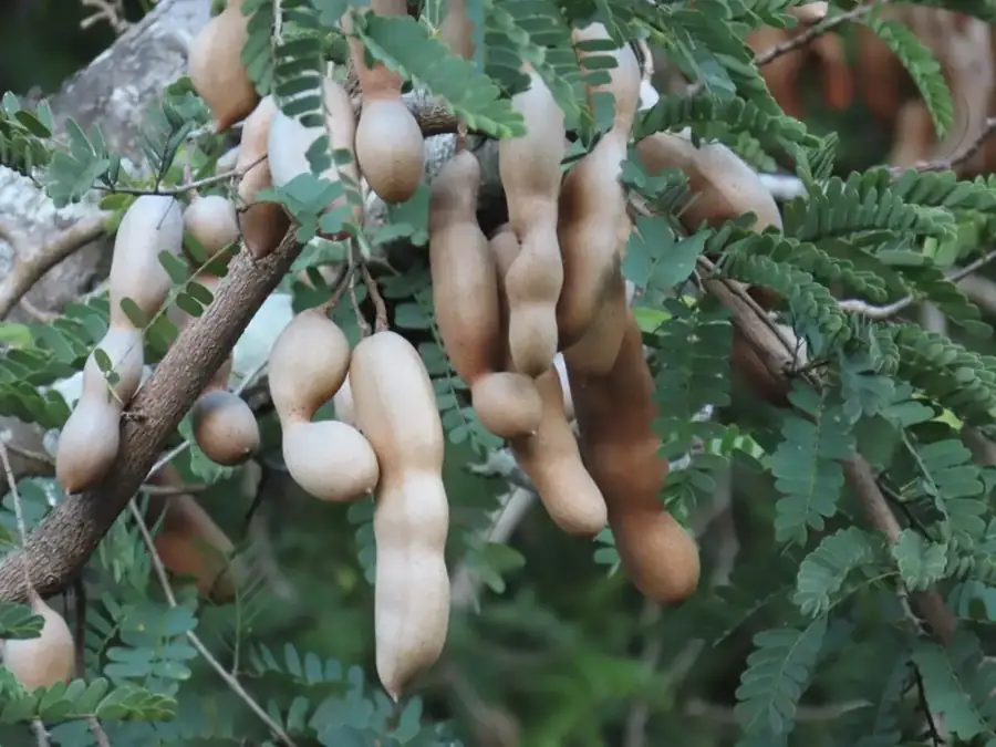 Tamarind: Brown pods.