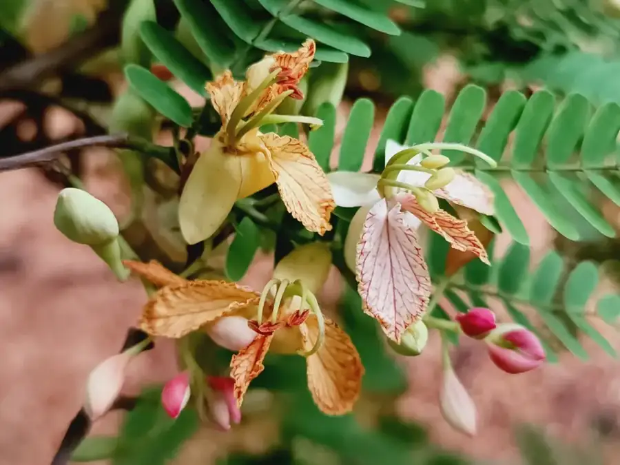 Tamarind: Flowers.