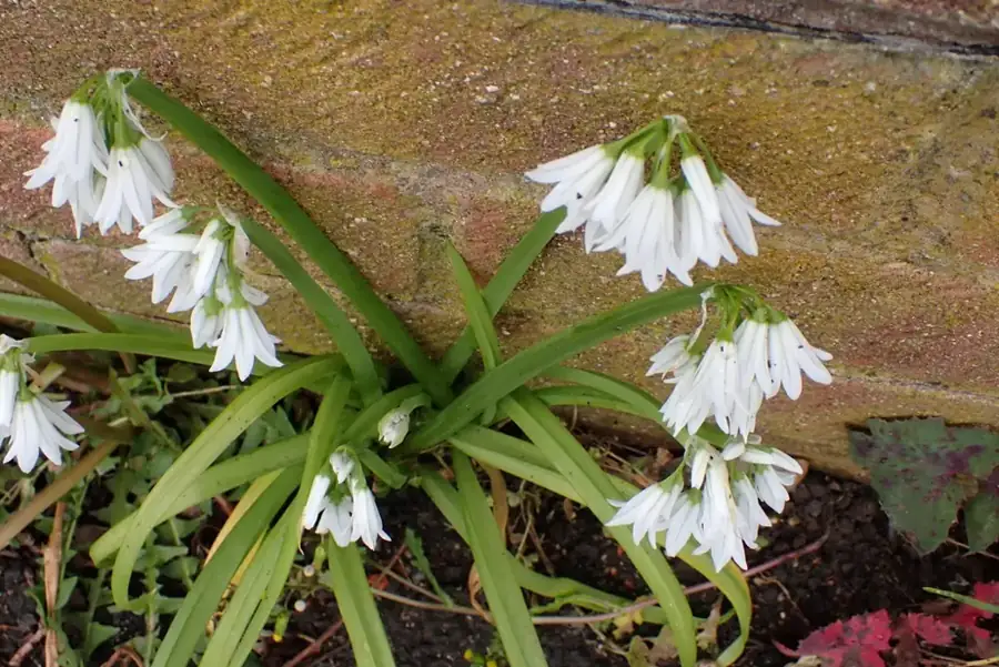 Three-cornered leek: Nodding white flowers.