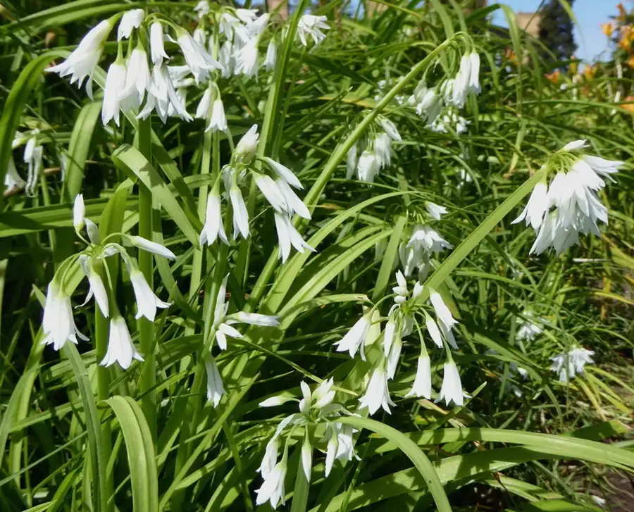 Three-cornered leek: Flowering clump.
