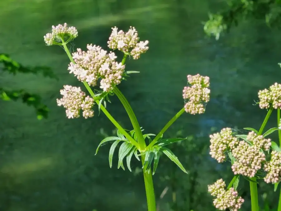 Valerian: Pale pink flower clusters.