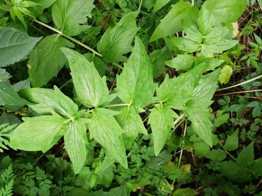 Valerian: Leaves.