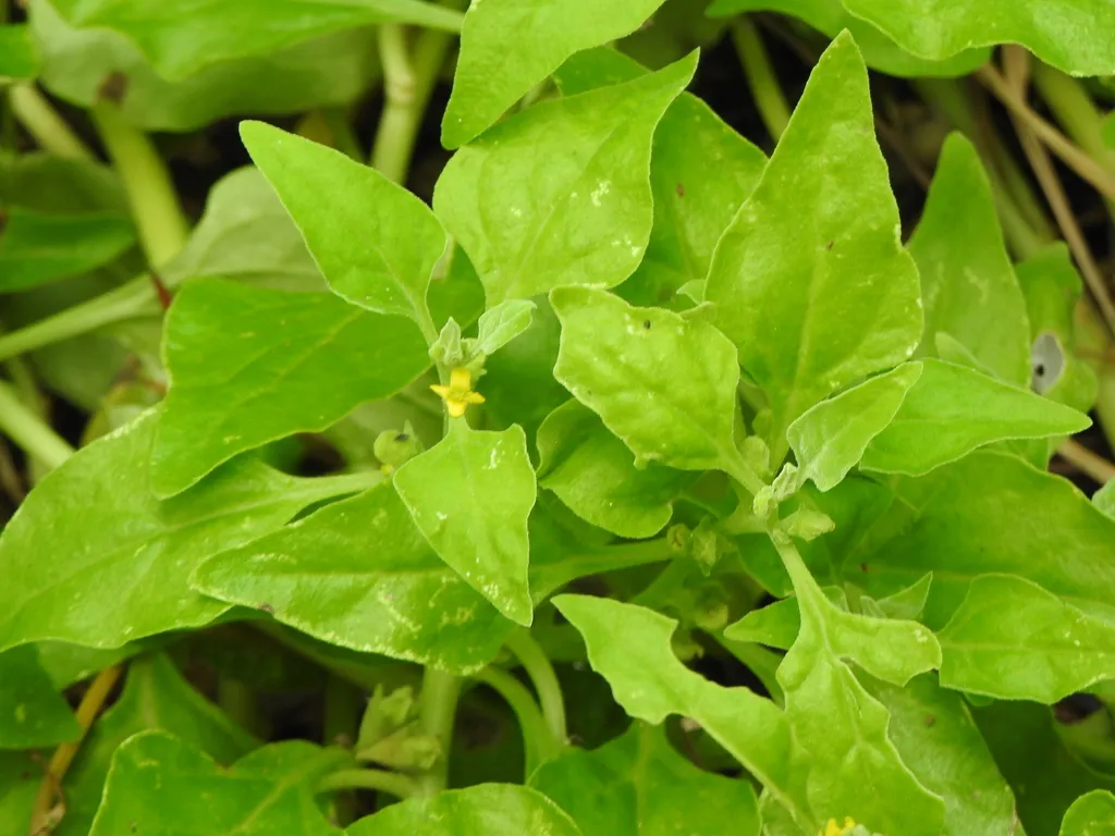 Warrigal greens: Reference specimen (Tetragonia tetragonoides)