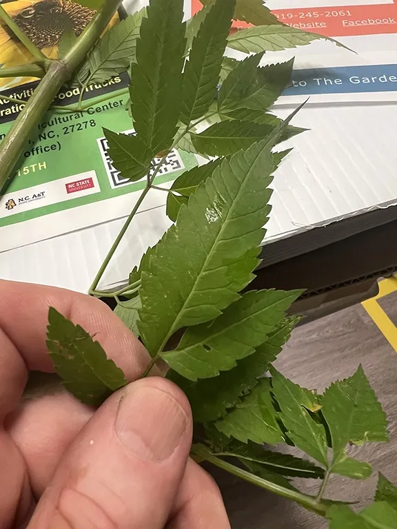Spotted water hemlock: Leaflets with serrate margins. Veins end in sinuses.