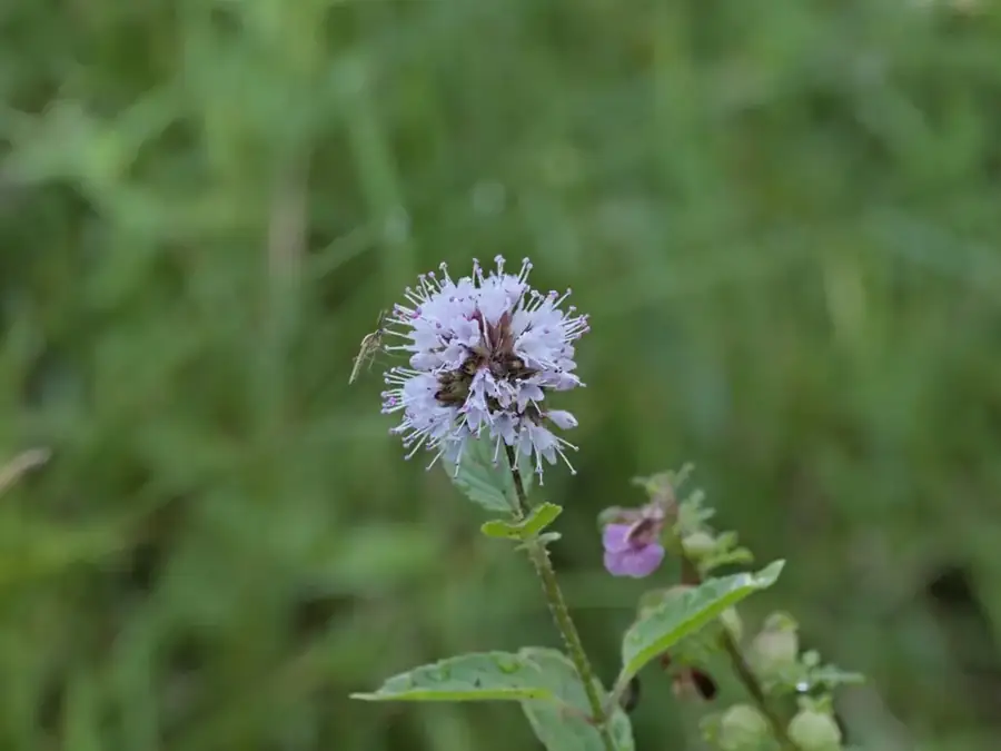 Water mint: Lilac flower head.