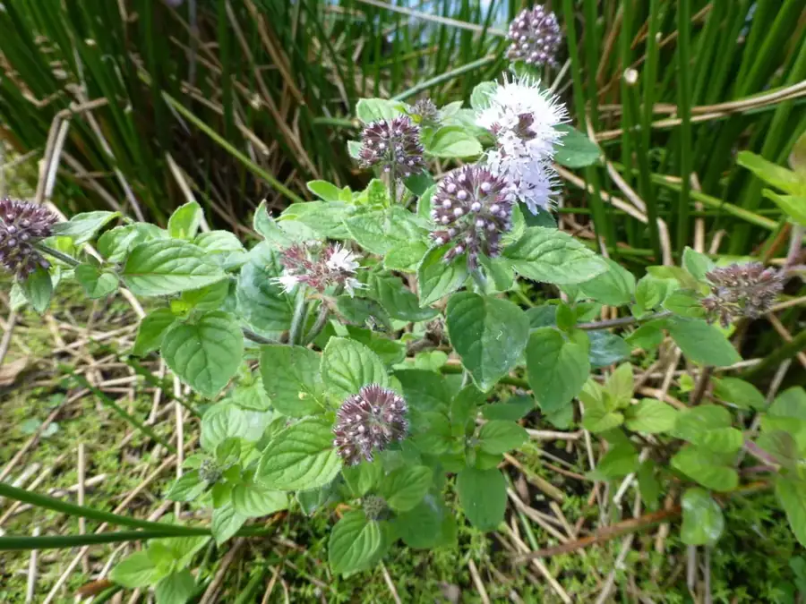 Water mint: Flowering plant at the water edge.