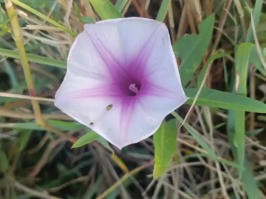 Water spinach: Pale purple flower.