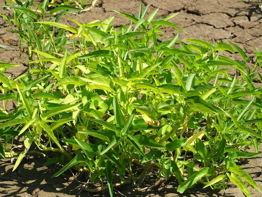 Water spinach: Leafy stems.