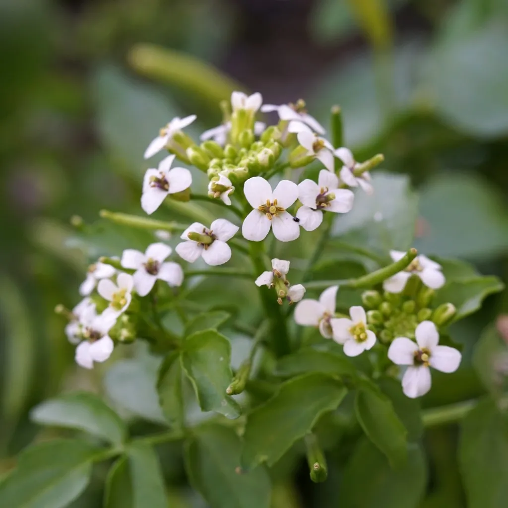 Watercress: Reference specimen (Nasturtium officinale)