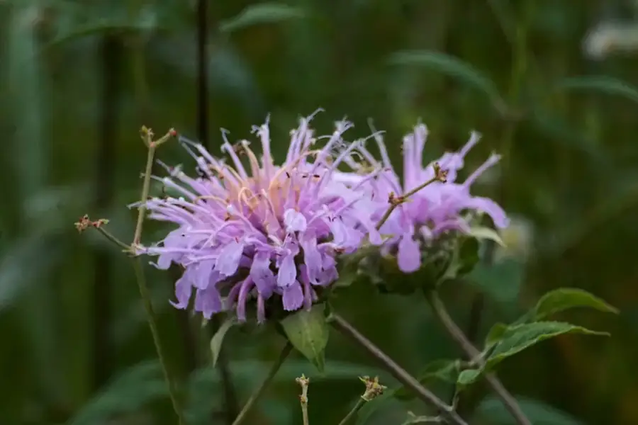 Wild bergamot: Lavender flower head.