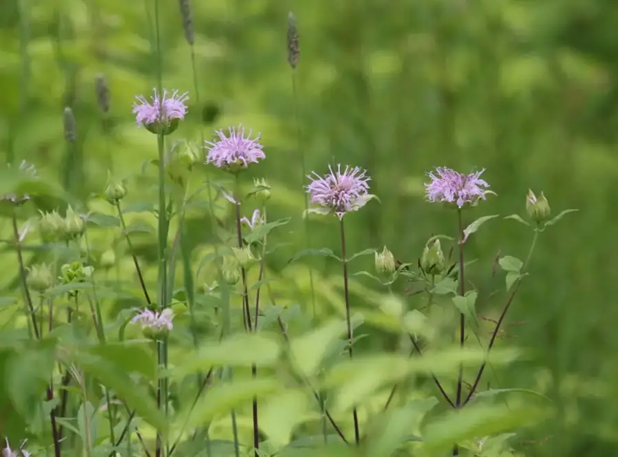 Wild bergamot: Flowering meadow plants.