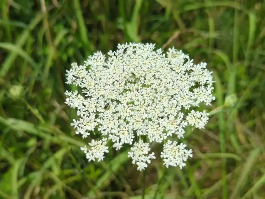 Wild carrot: White umbel.