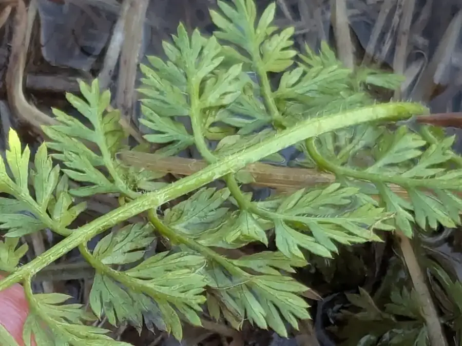 Wild carrot: Finely divided leaves.