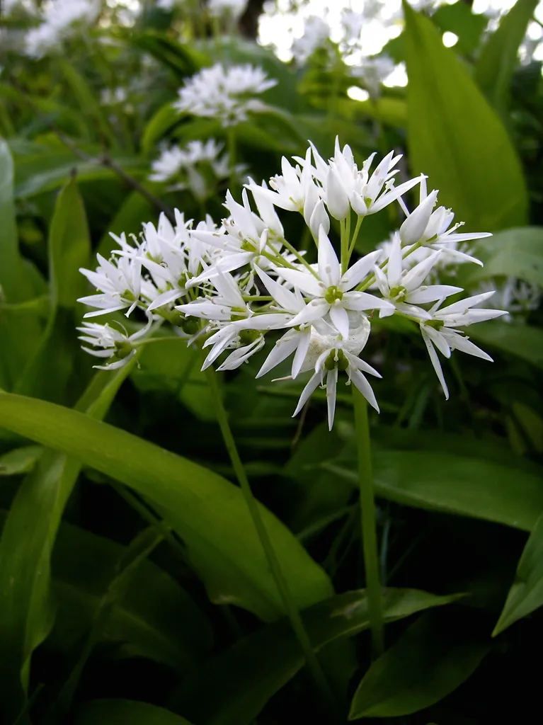 Wild garlic: Reference specimen (Allium ursinum)