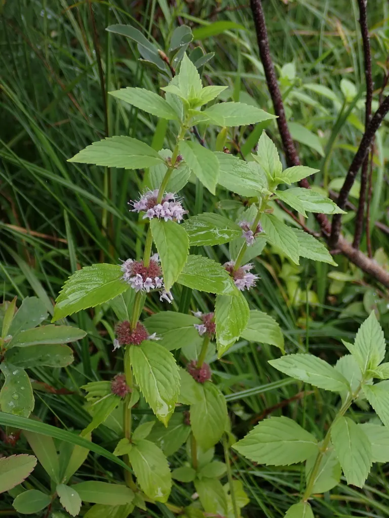 American wild mint: Reference specimen (Mentha canadensis)