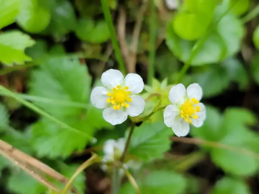 Wild strawberry: White flowers above toothed leaves.