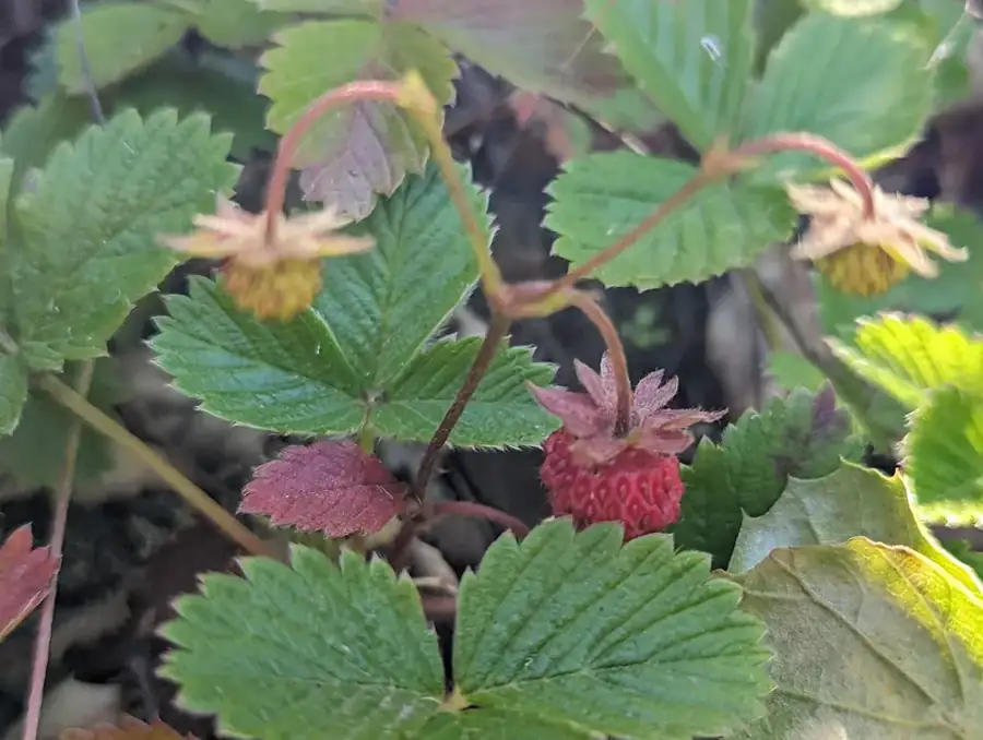 Wild strawberry: Ripe red fruits.