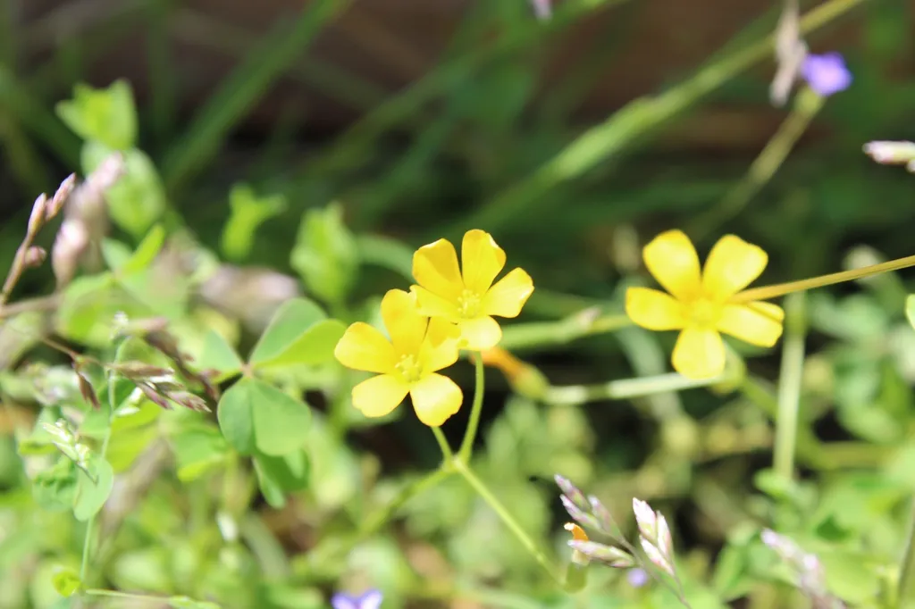 Yellow wood sorrel: Flowers